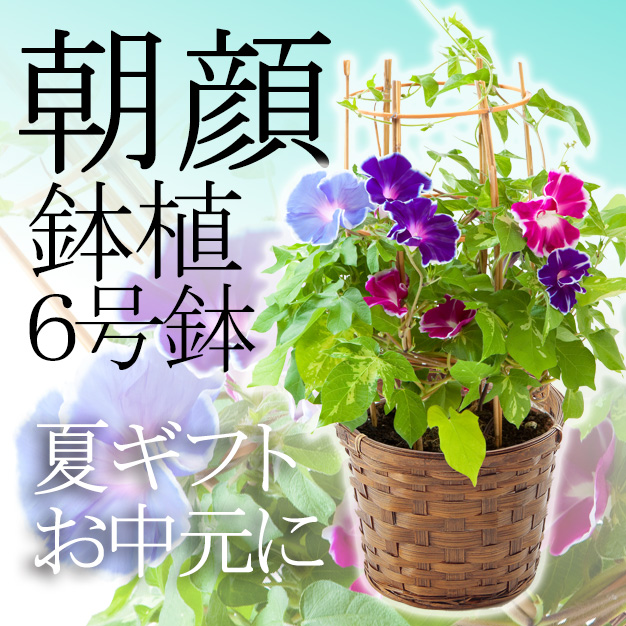 朝顔 鉢植え フラワーギフト 6号鉢 中元 夏ギフト 花のギフト社ギフトスリー オリジナルギフト通販