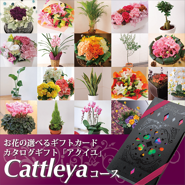 お花の選べるギフトカードカタログギフト「アクイユ」Cattleyaコース